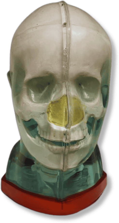Multi-Modality-Head-Phantom MR Fusion Head Phantom