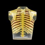 Thorax Phantom - Image 3