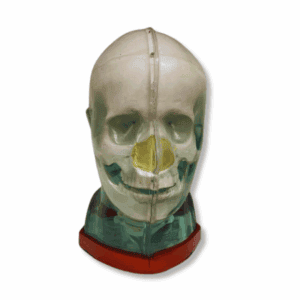 MR Fusion Head Phantom