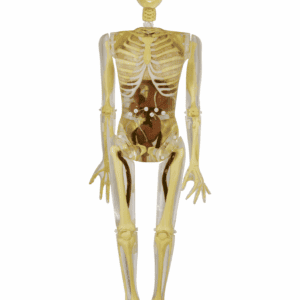 NEW! Take-Apart Pixy with Cadaver Bones